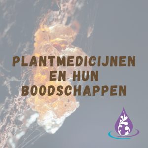 Lees meer over het artikel Plantmedicijnen en hun boodschappen