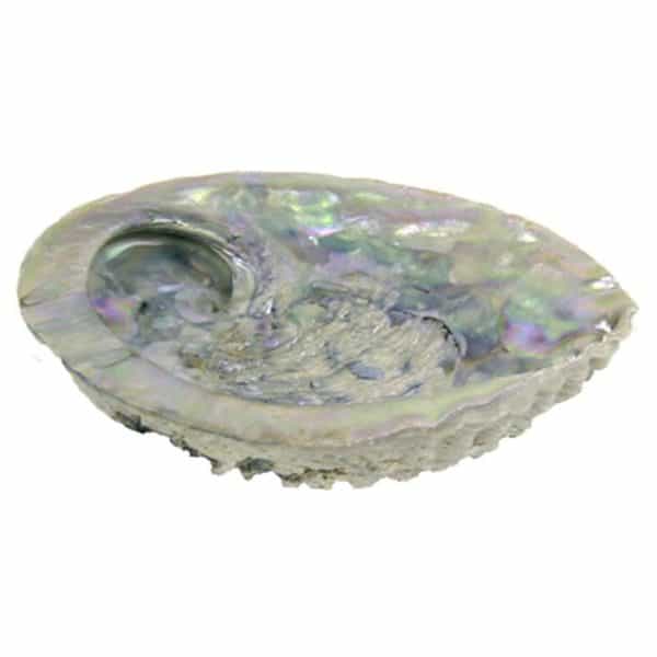 Abalone schelp Haliotis Midae voor smudging